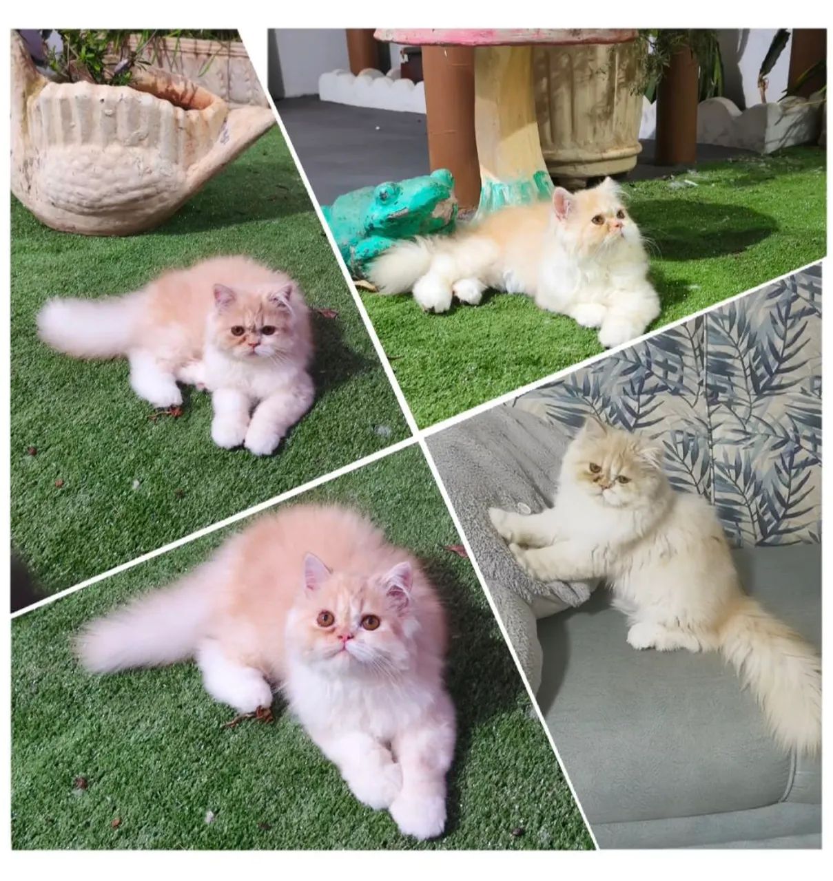 Sonhado Persa  - Foto 5