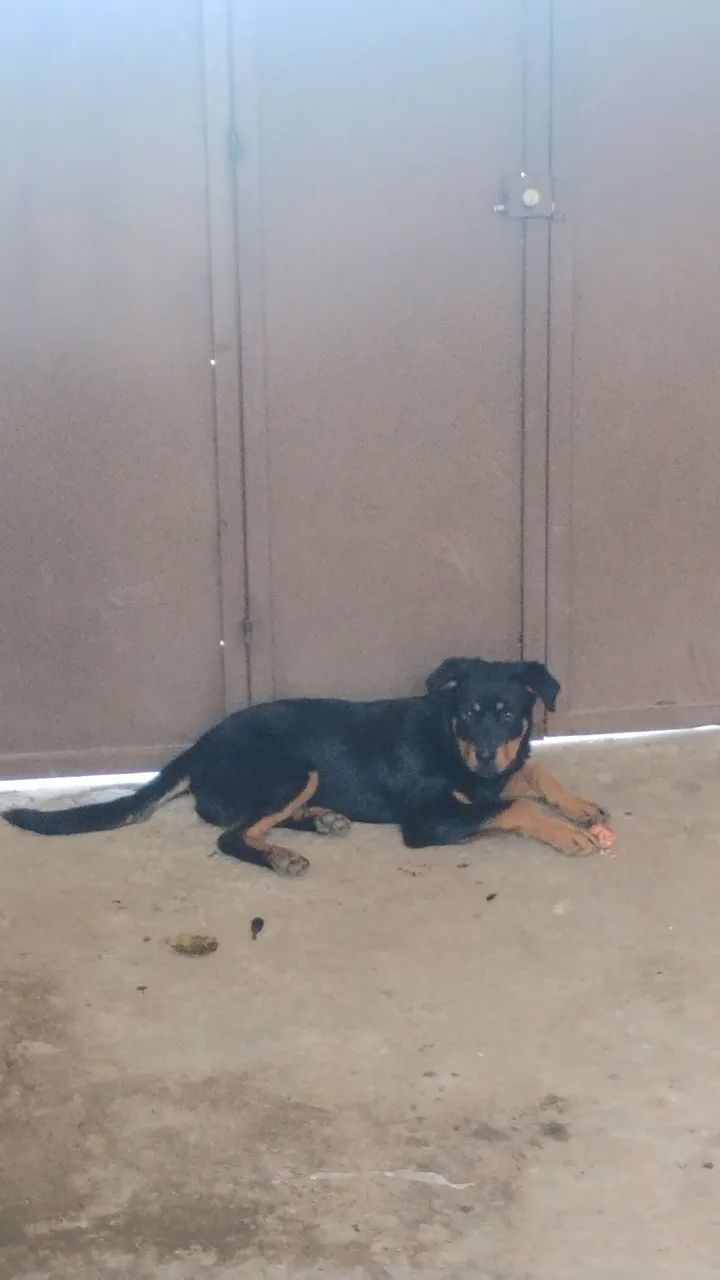 Rottweiler 7 meses, macho  - Foto 4