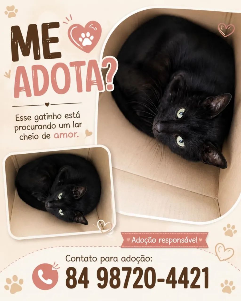 Gato para Adoção 