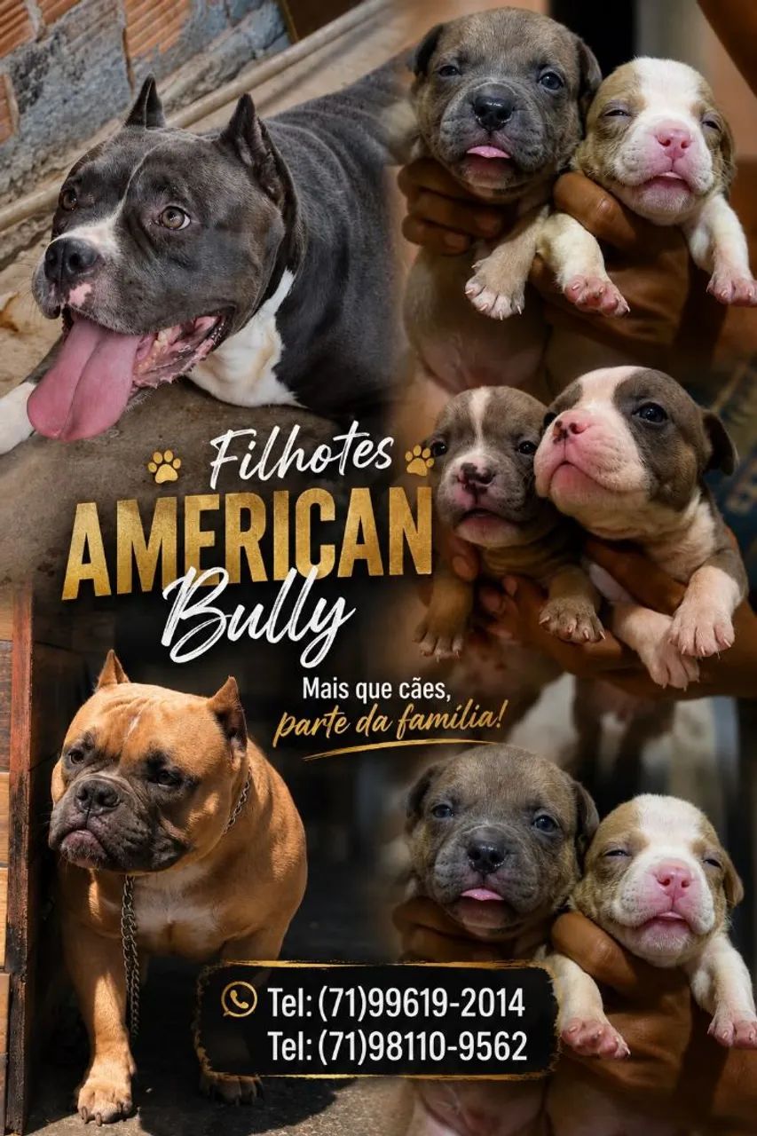 Ninhada American Bully  - Foto 3