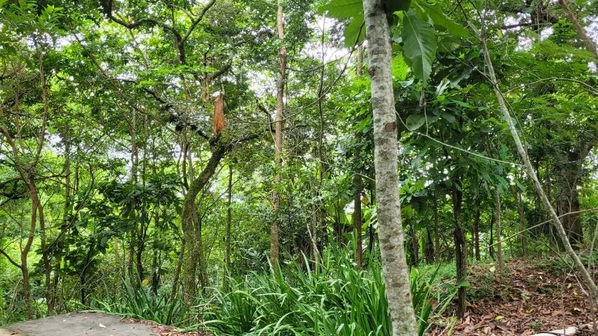 Magnifico Sítio Alto Padrão em Rosa Machado (Piraí),4 alqueires - Foto 5