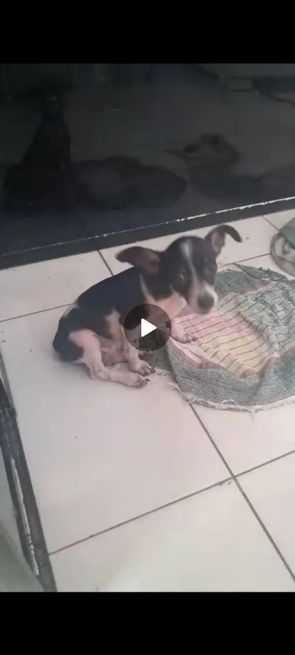 Pincher macho da zero com 1  - Foto 4