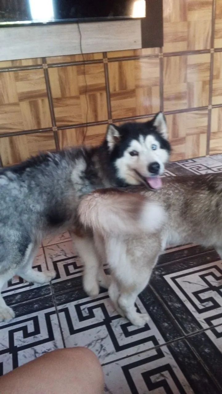 Cachorro husky siberiano  - Foto 4