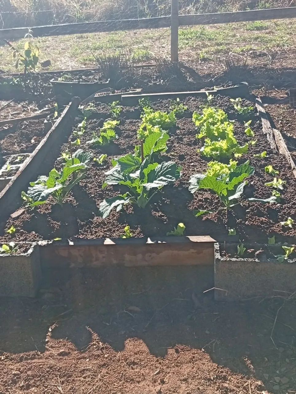 Limpeza de quintal e fazemos horta - Foto 4