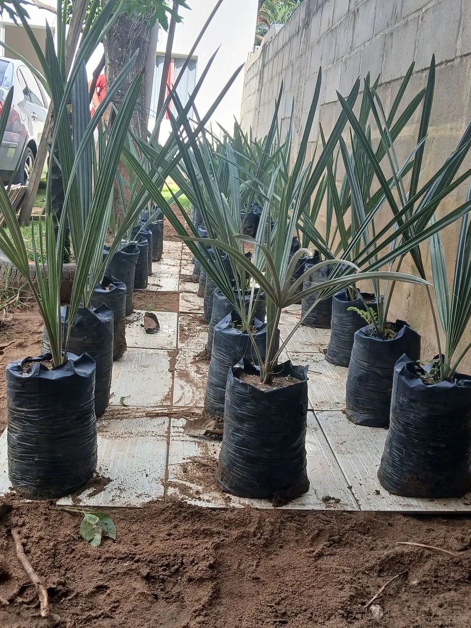 Palmeira Azul prontas pra plantar - Foto 2