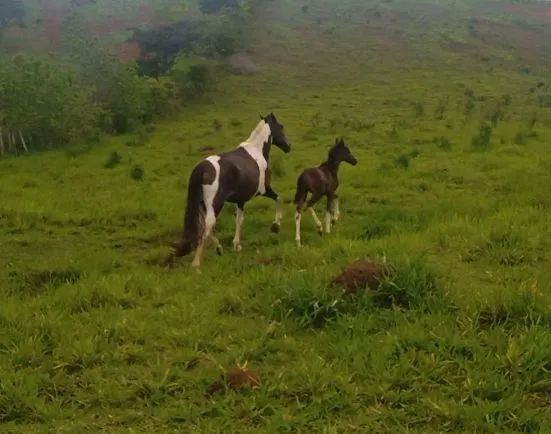 ÉGUA COM POTRA AO PE - Foto 4