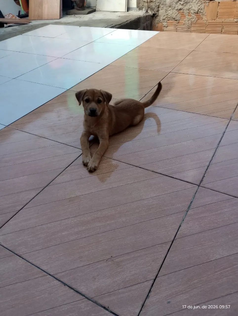 Doação de cachorro  - Foto 3