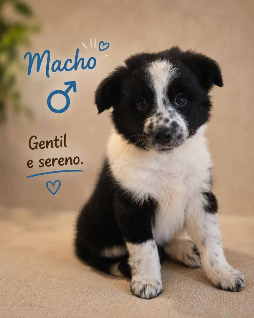 Filhotes de Border Collie - Foto 3
