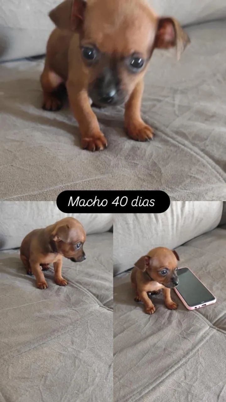 Pinscher Zero  - Foto 4