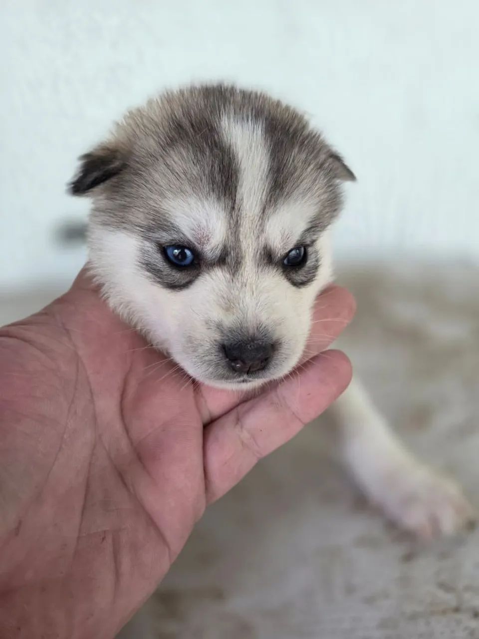 Husky siberiano  - Foto 4