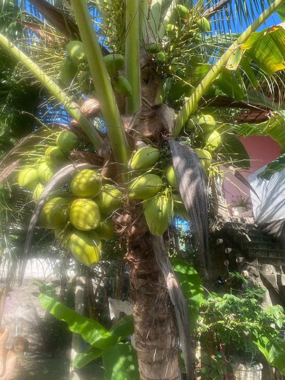 Casa com m quintal  - Foto 5