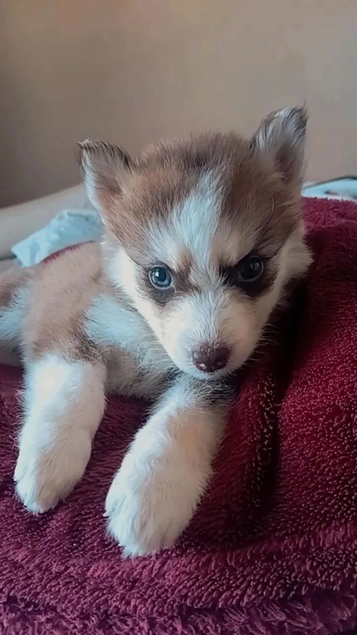 Husky siberiano  - Foto 3