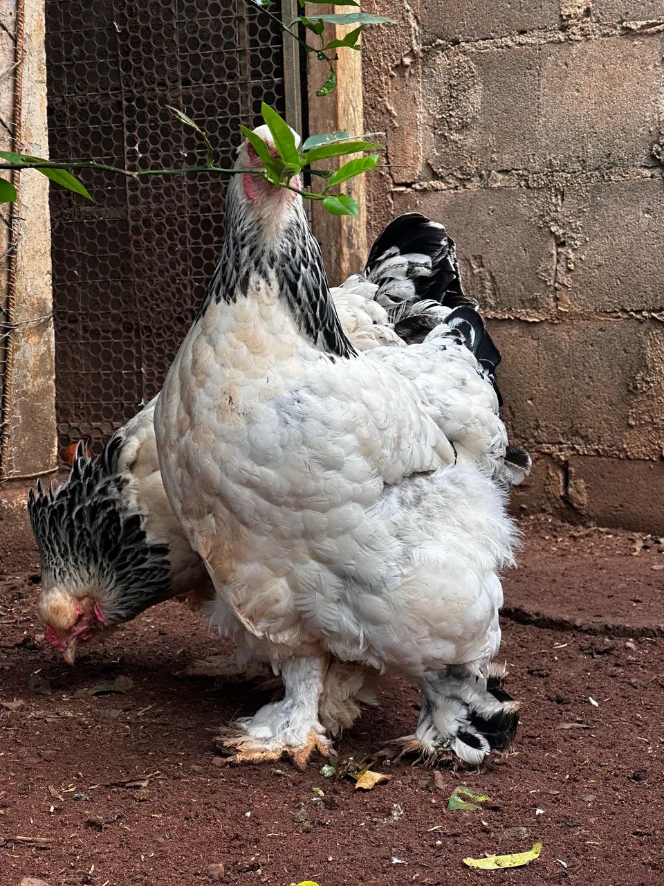 Pintinhos de Brahma Light  - Foto 4