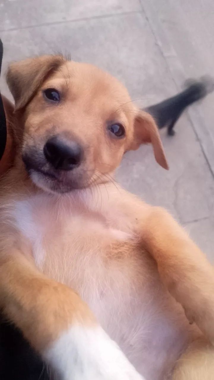 Doação de cachorro srd - Foto 2