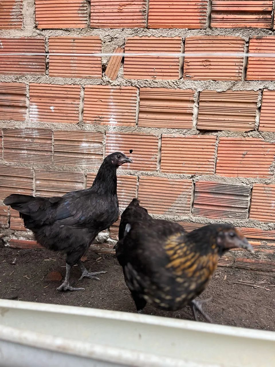 Animais - Foto 2