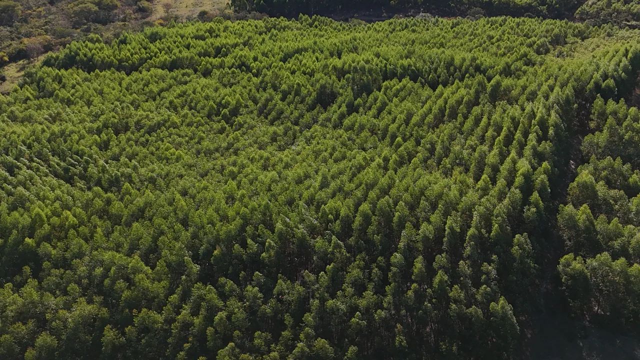 Fazenda de eucalipto e café em Engenheiro Navarro - Foto 2