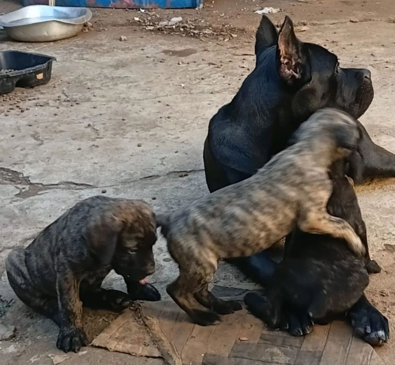 Vendo filhotes de cane corso  - Foto 4