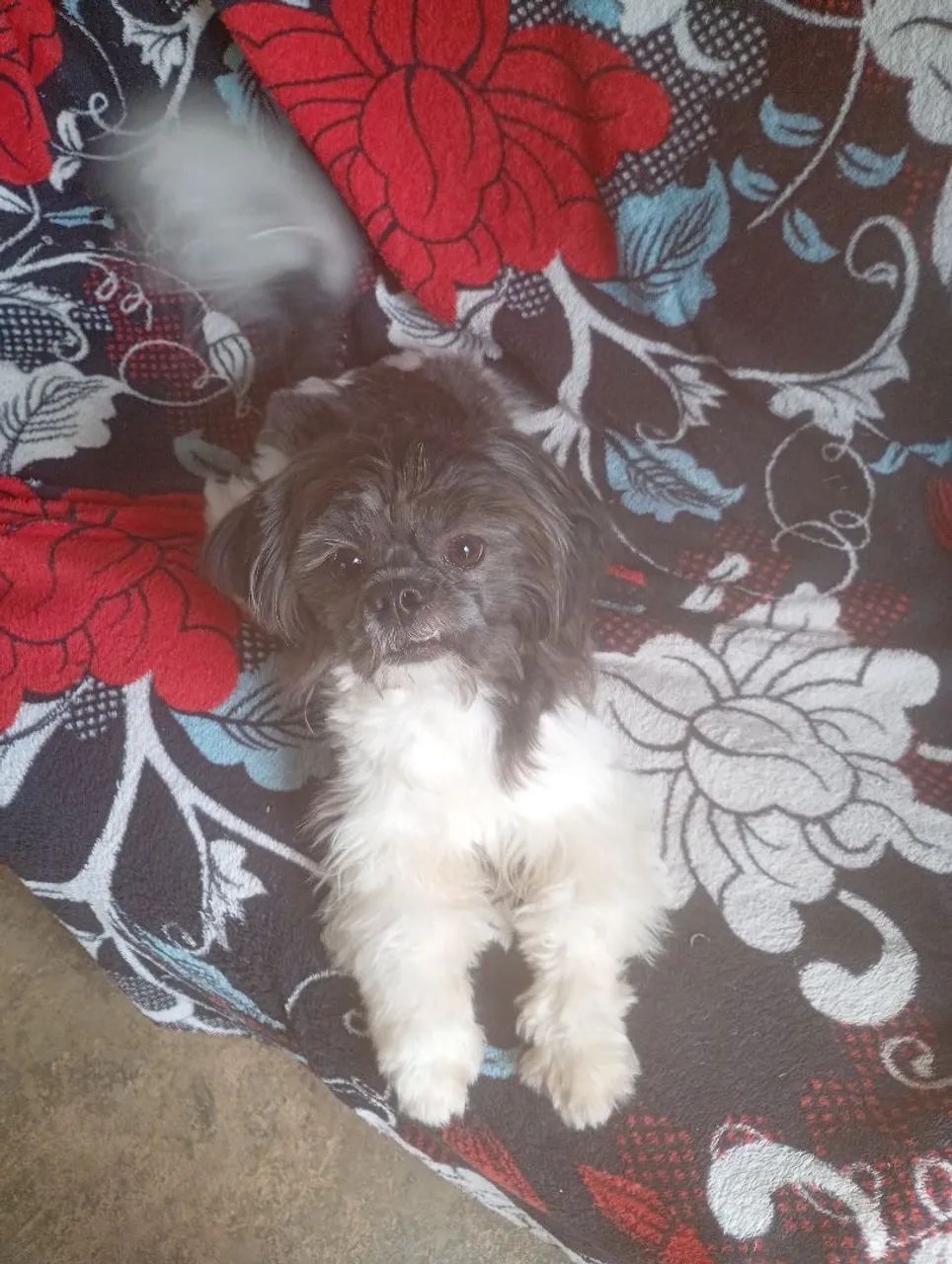 Cachorro sutiz  - Foto 4