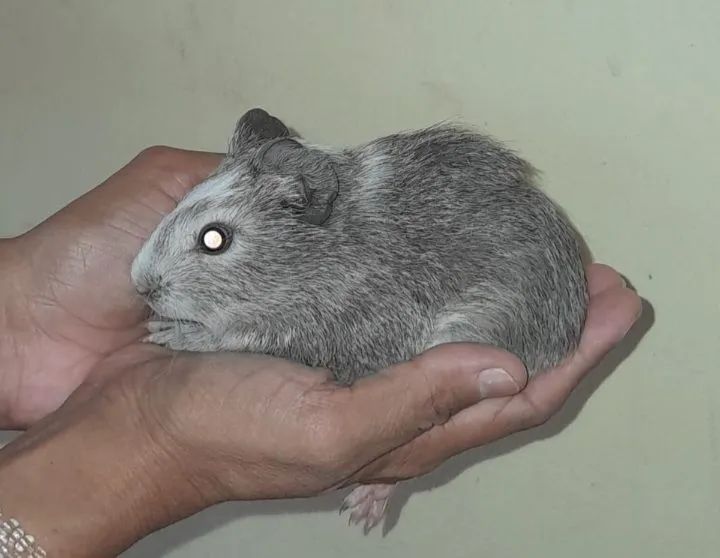 Porquinho da india 
