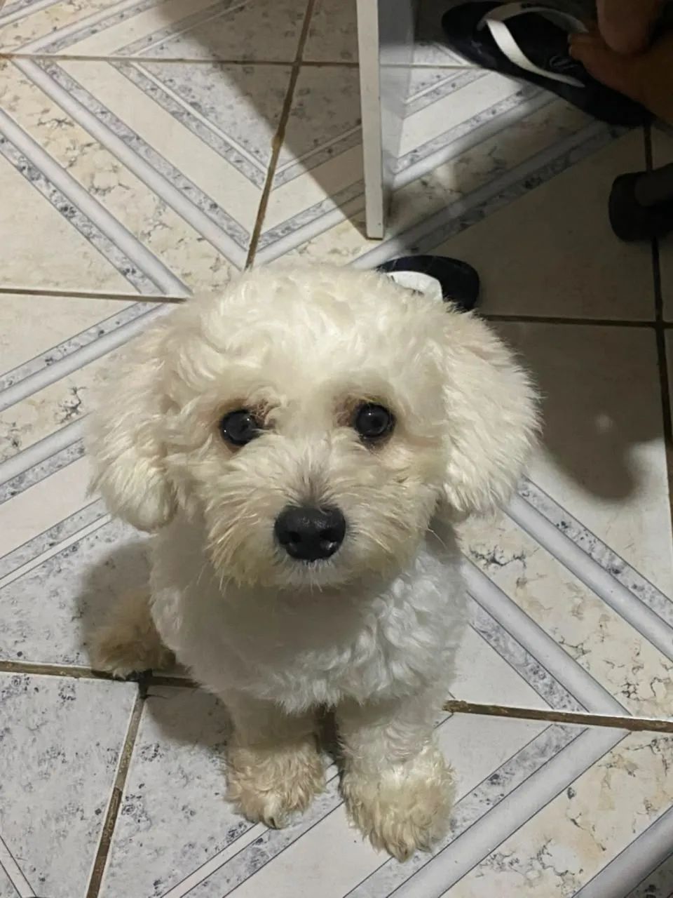 Cachorro  - Foto 4