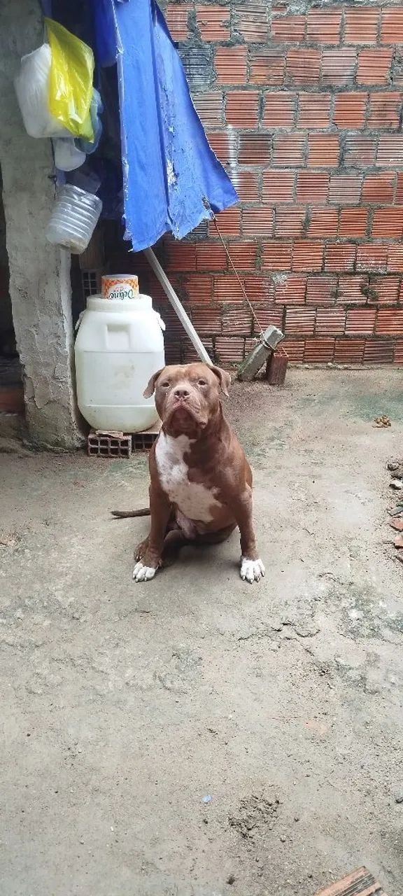 Macho pitmonster 2 anos - Foto 2