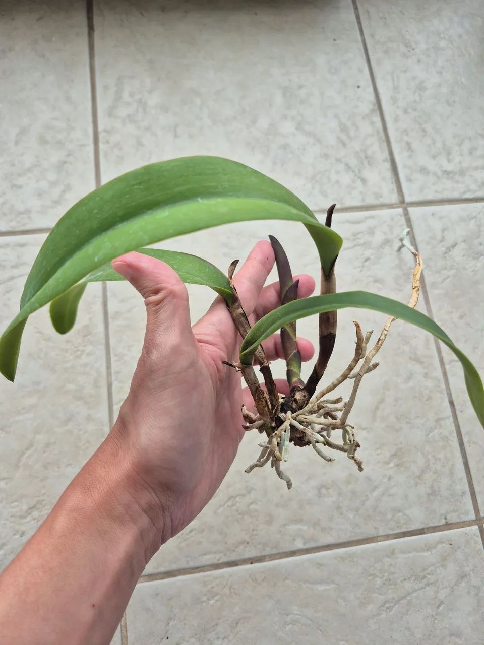 Orquídea Cattleya híbrida  - Foto 2