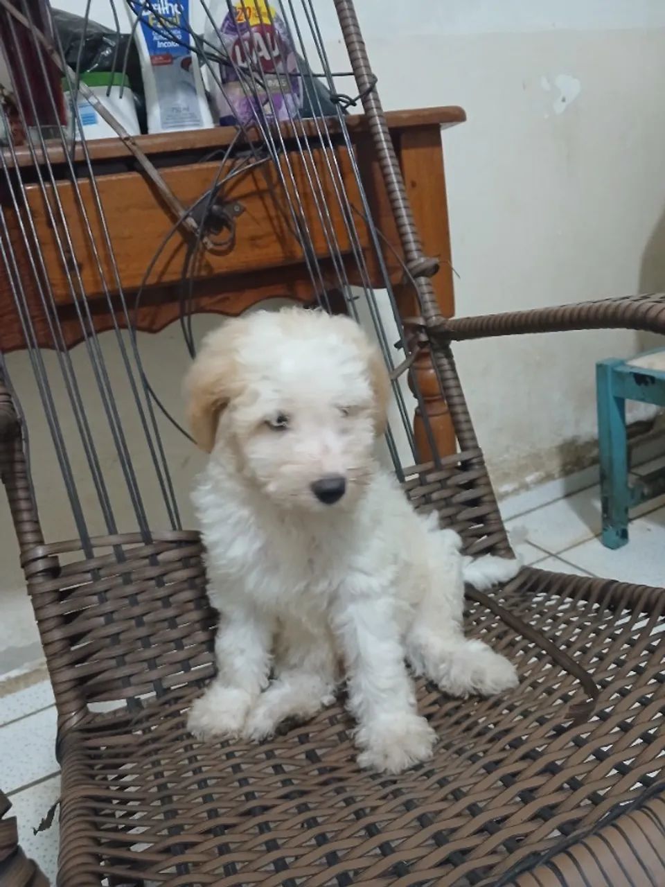 Animais de estimação 