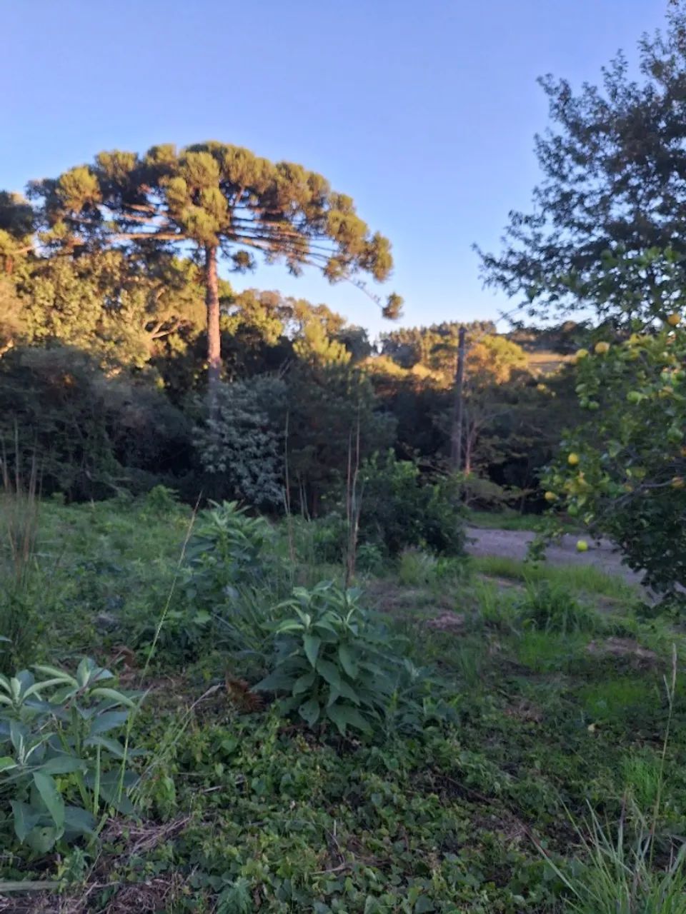 Foto - Nova Petrópolis - 