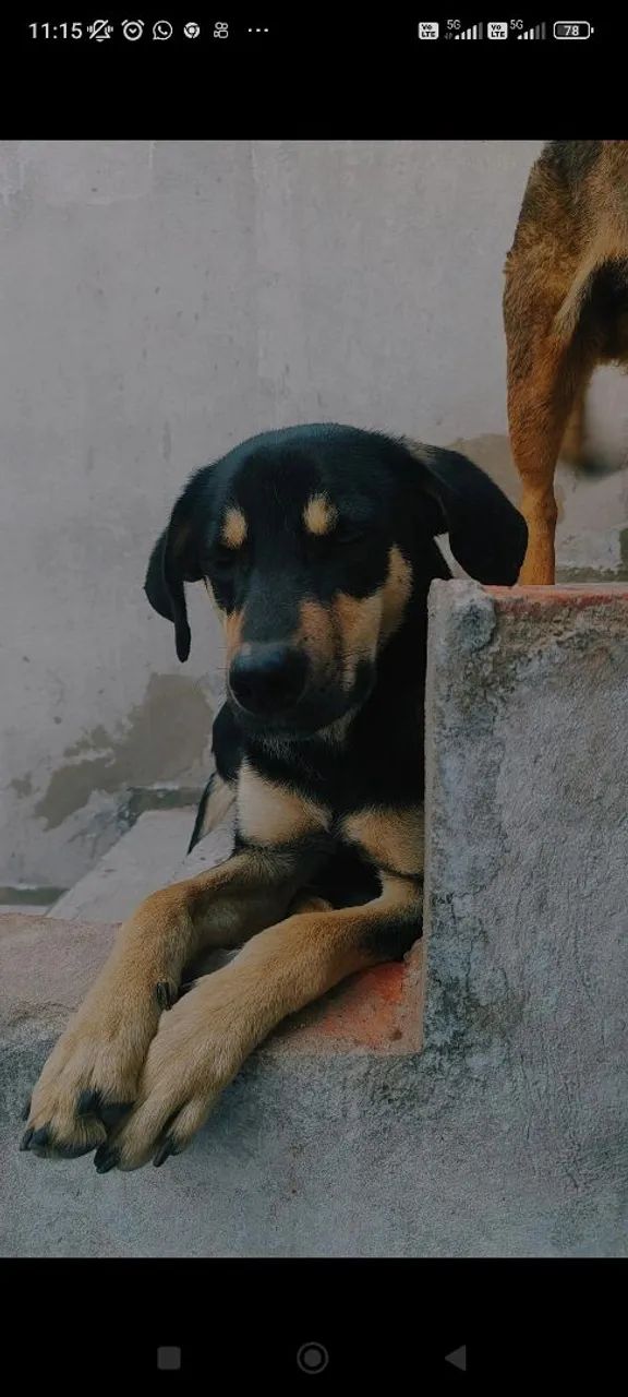 DOA -SE UM CACHORRO  - Foto 2