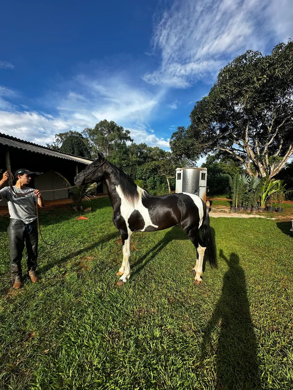 Vendo cavalo garanhão mangalarga marchador 