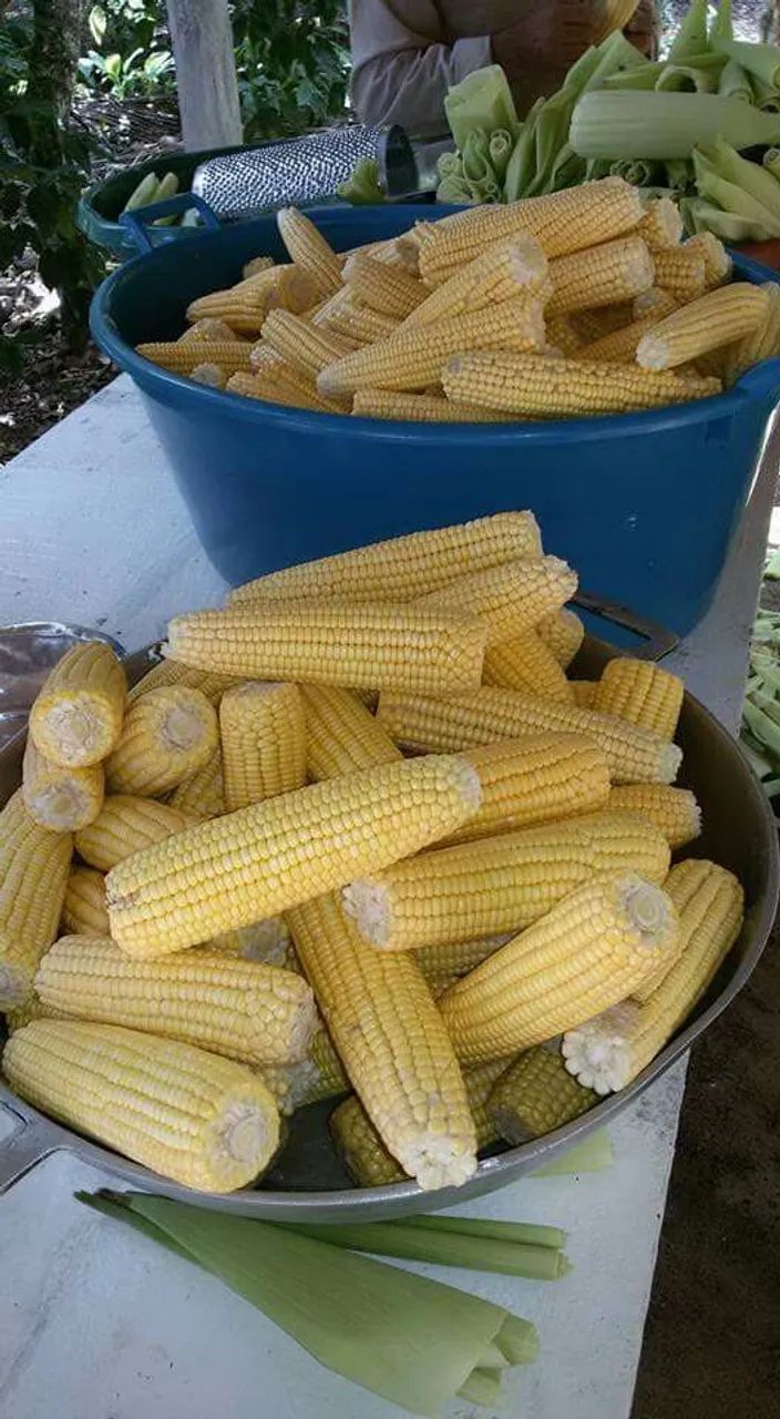 Milho verde. - Foto 4