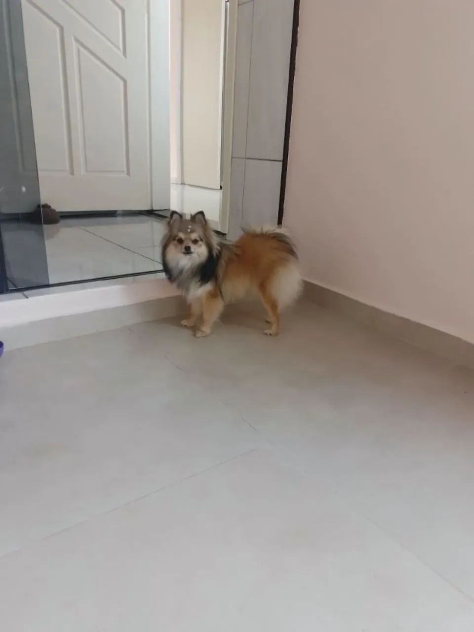 Spitz alemão   - Foto 3