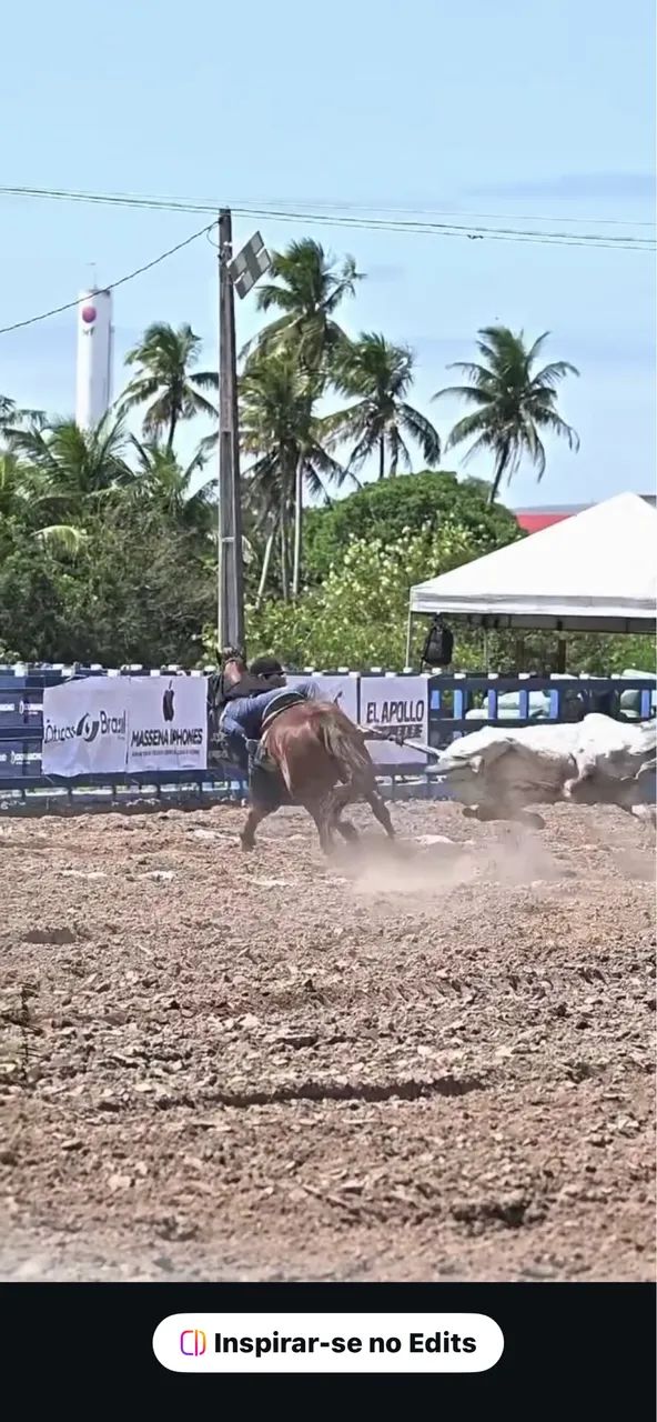 Cavalo quarto de milha 
