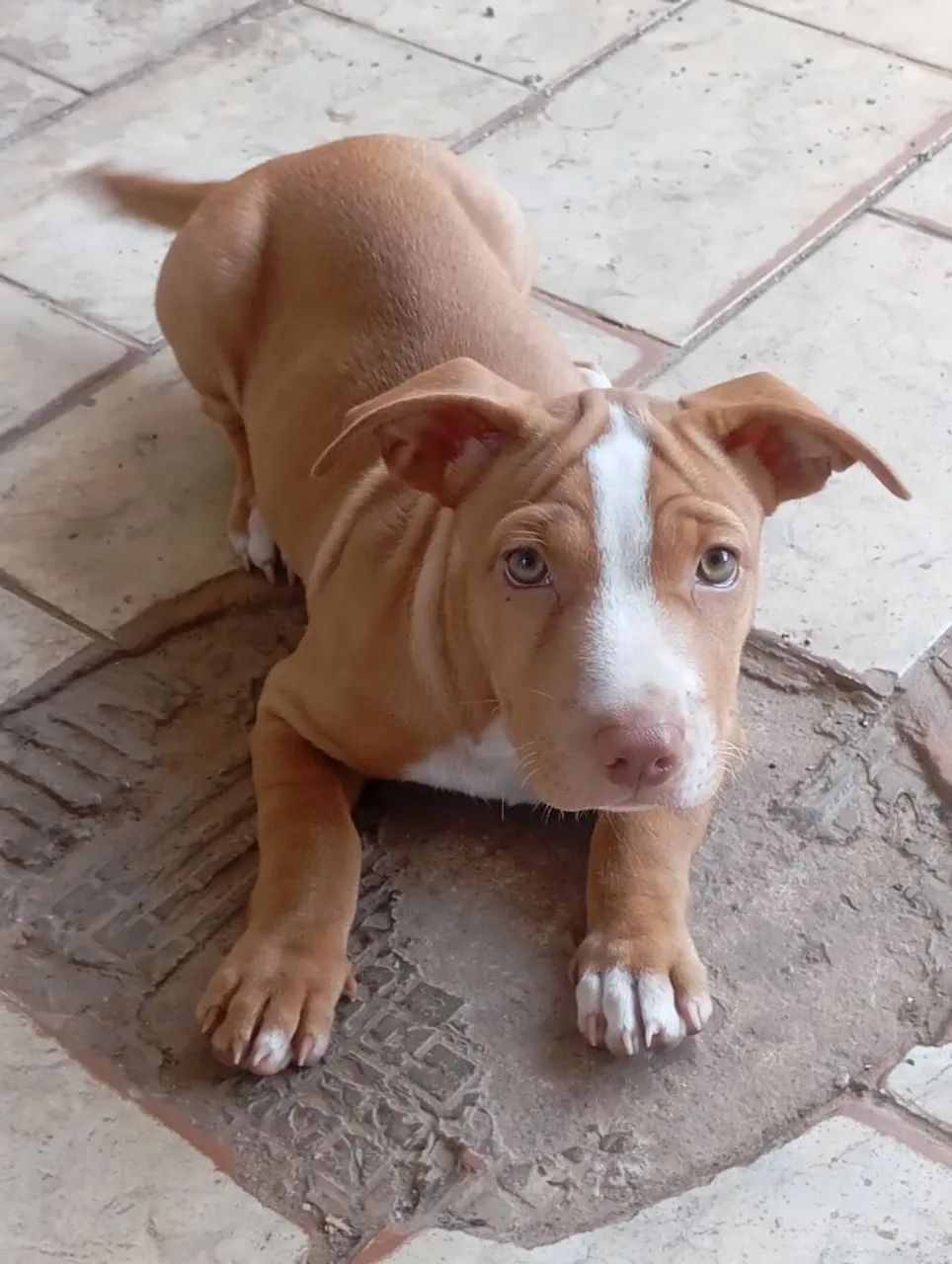 Filhote de Pitbull femia  - Foto 2