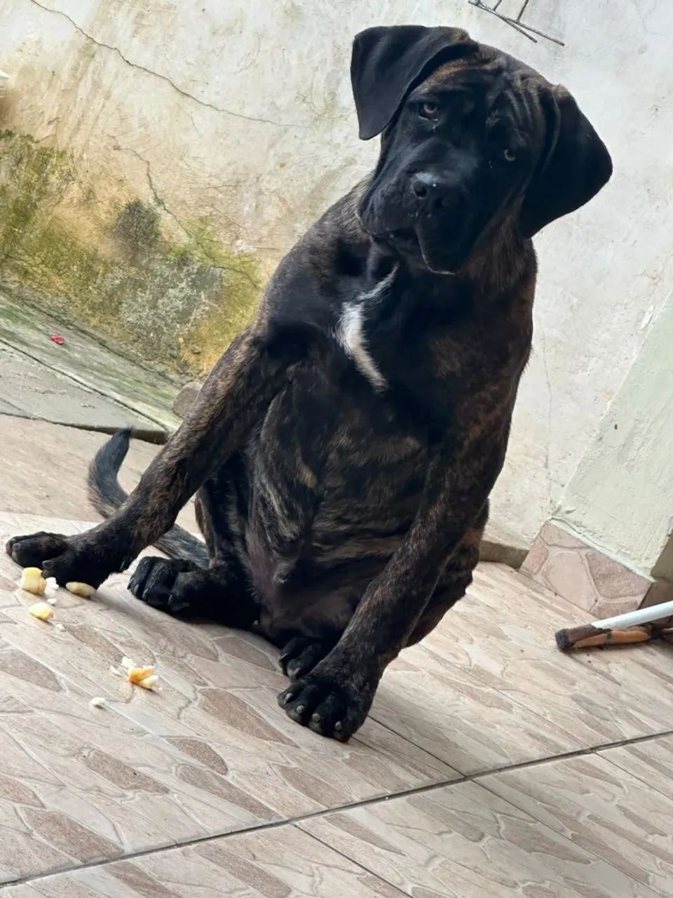 Cane corso  - Foto 2