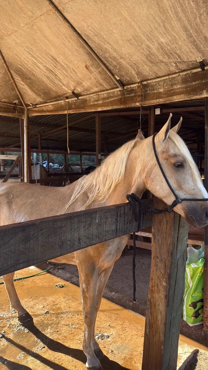 Cavalo  - Foto 2