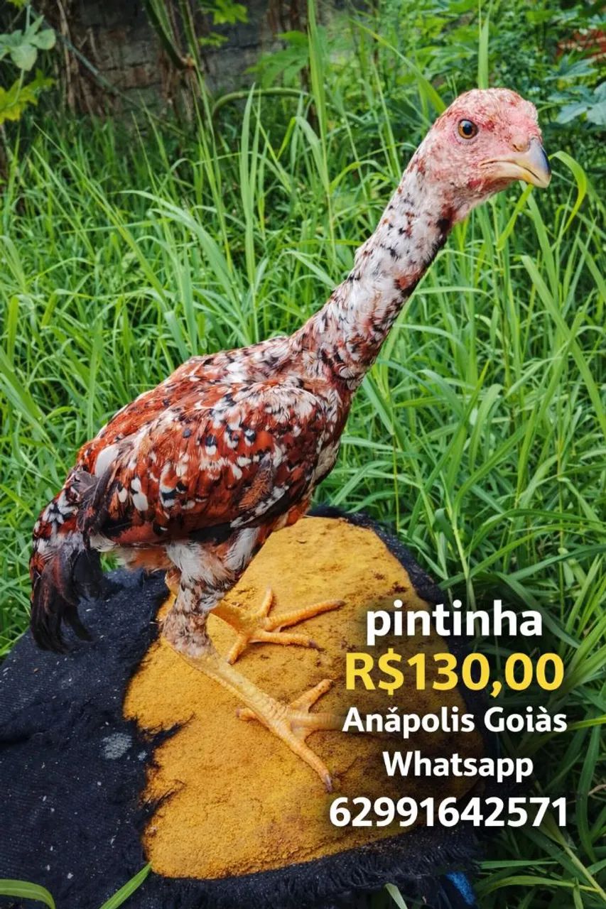Índio gigante  - Foto 3