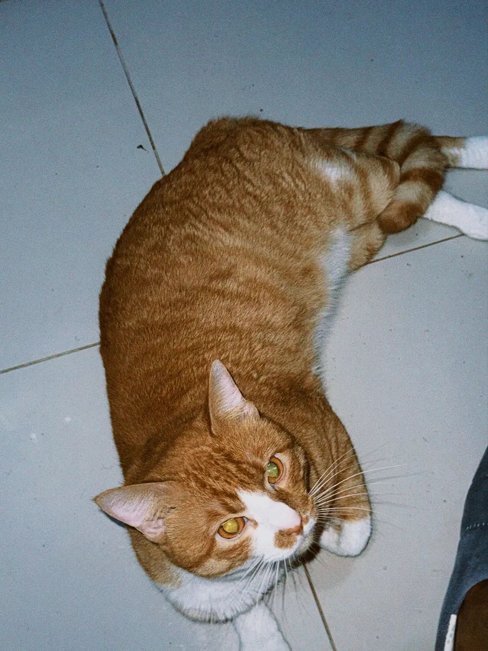 Doação gato 