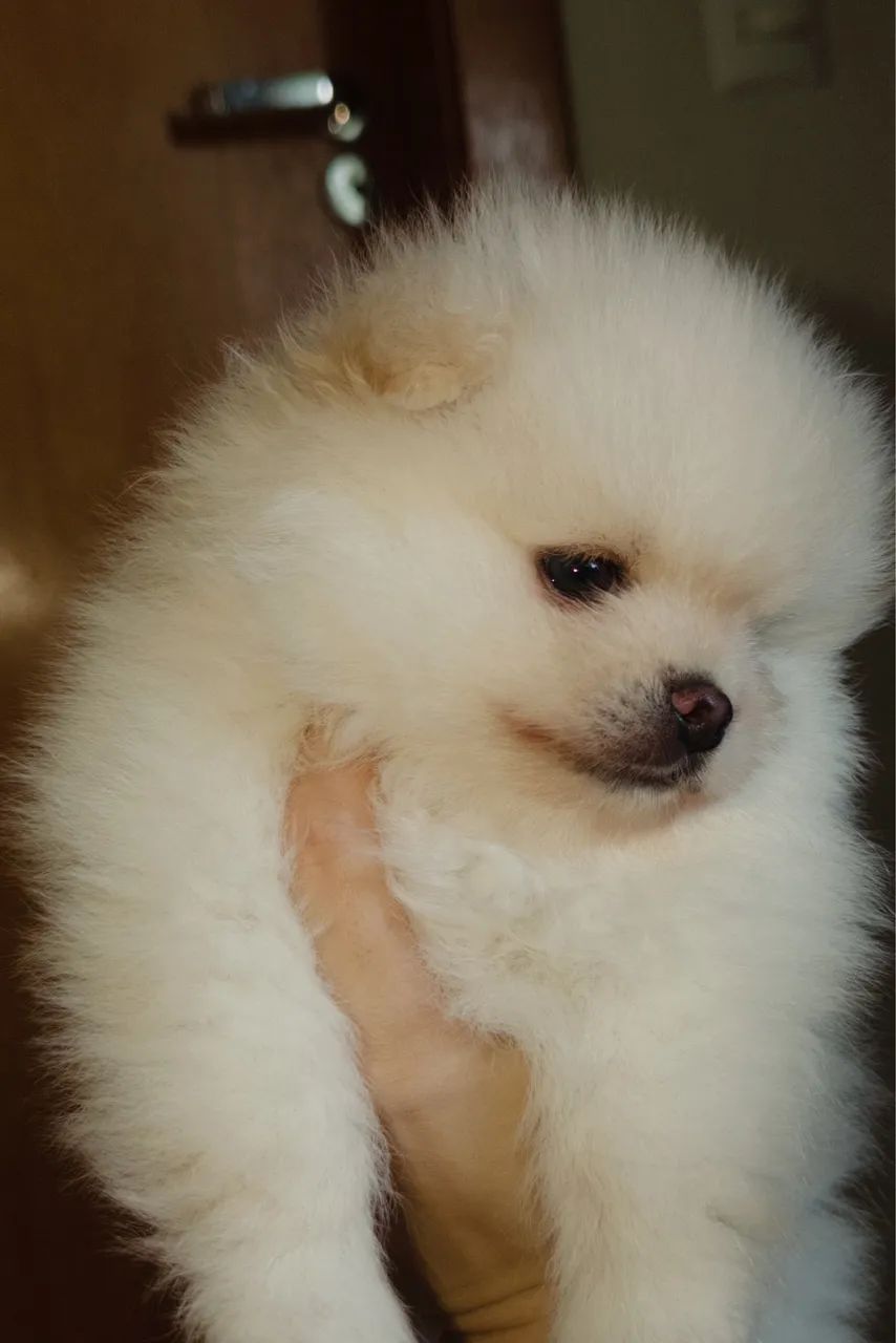 Spitz Alemão Ursinho  - Foto 3