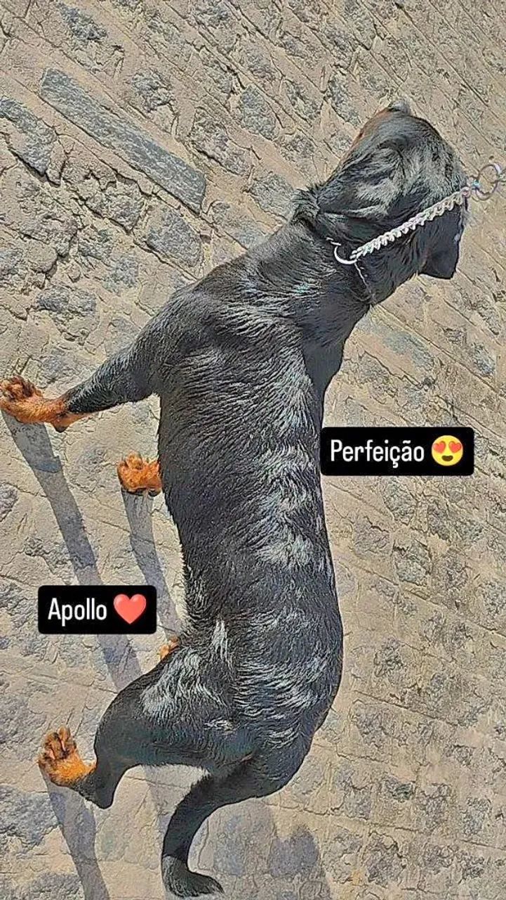 Cachorro  - Foto 3