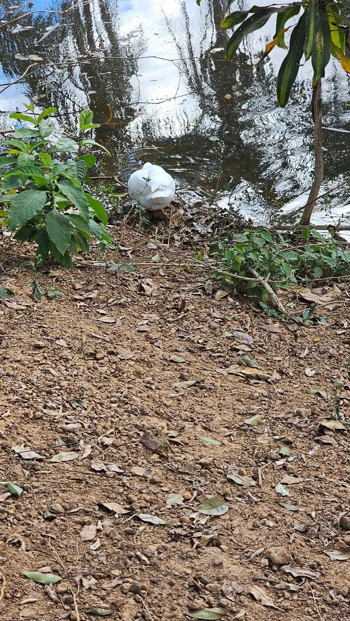 Patos - Foto 5