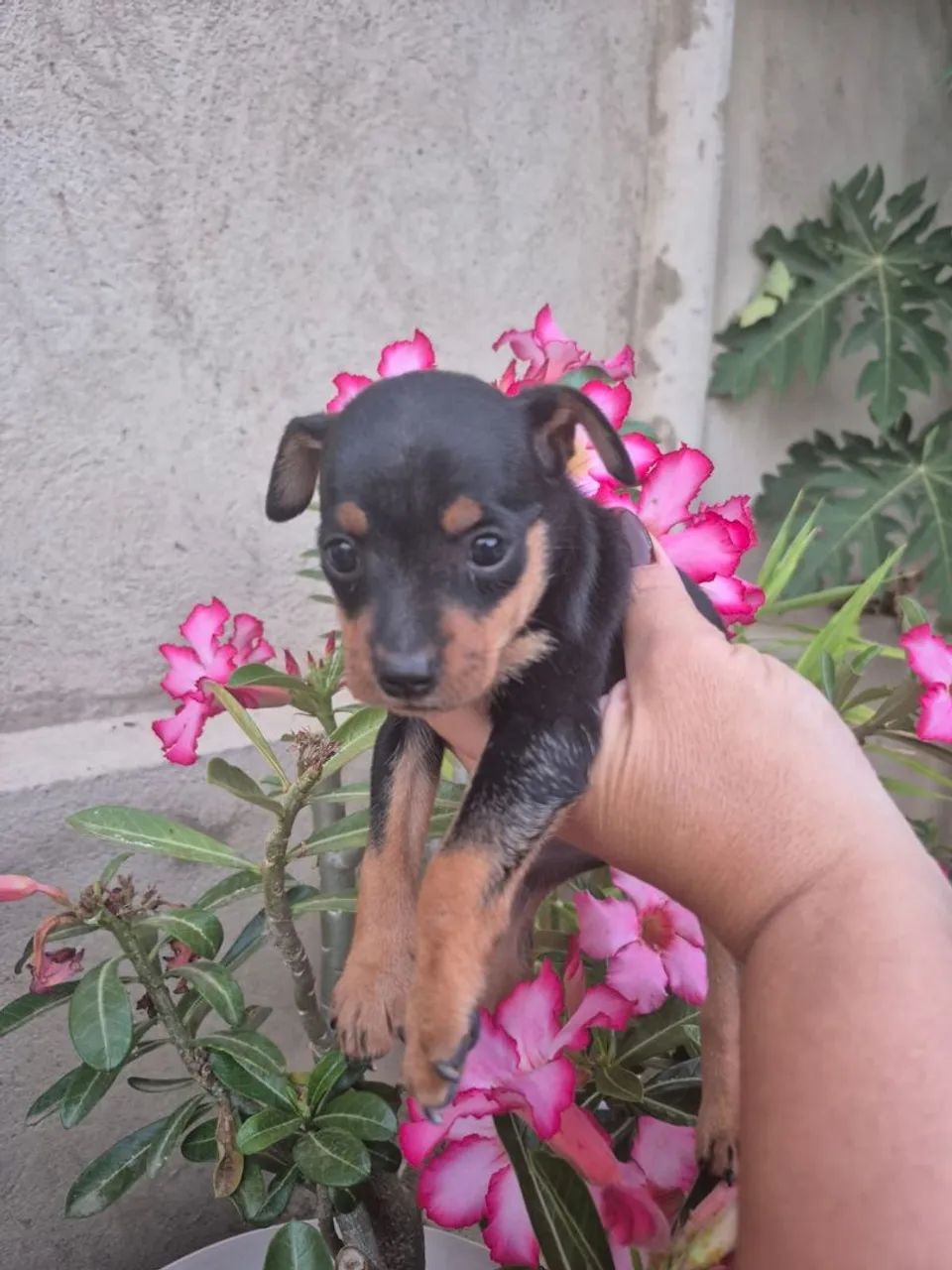 Lindos filhotes Pincher macho - Foto 3
