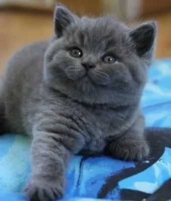 British Shorthair 
