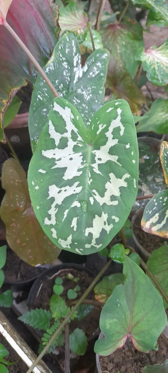 Caladium militar  - Foto 3