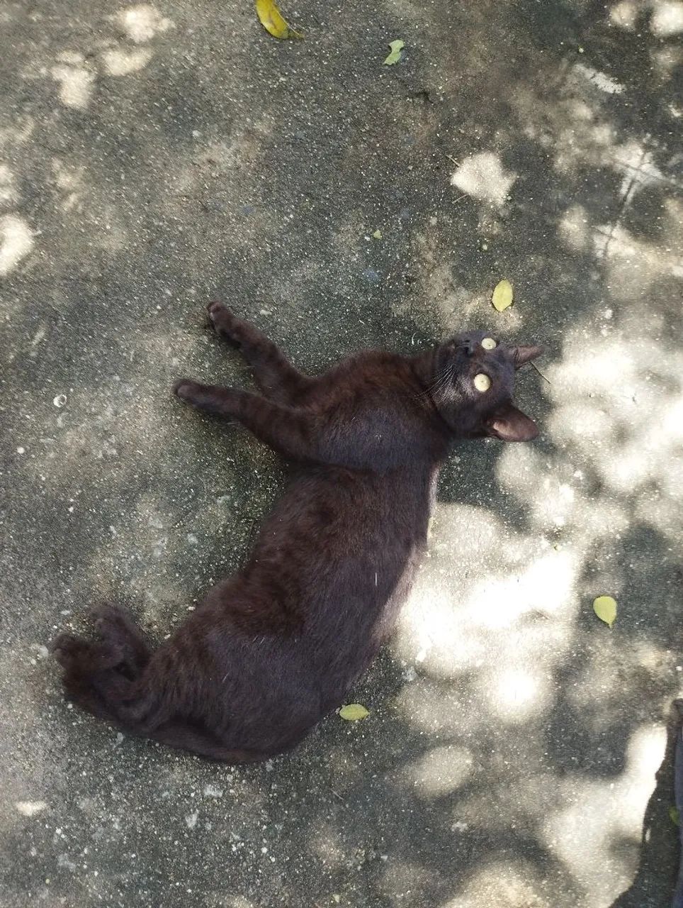 Adote um Gato  - Foto 2