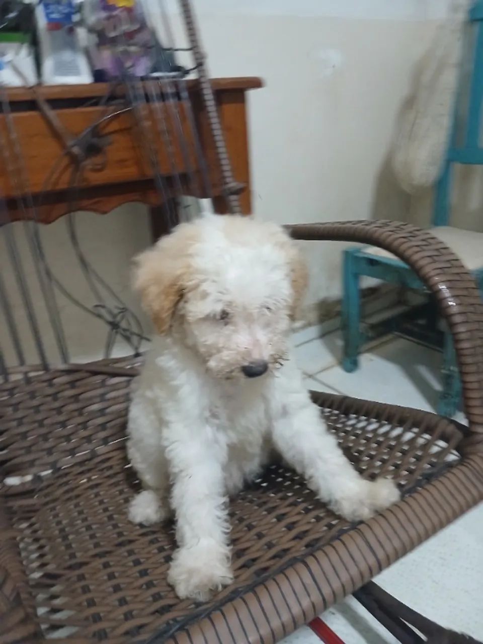 Animais de estimação  - Foto 3