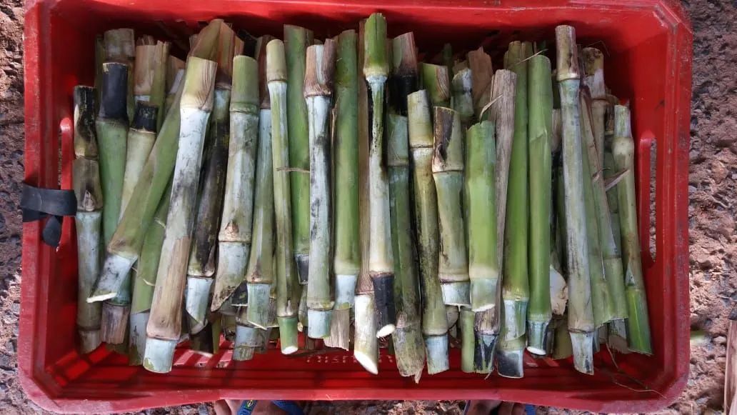 Brs Capia çu R$ 0,25 centavos  - Foto 2