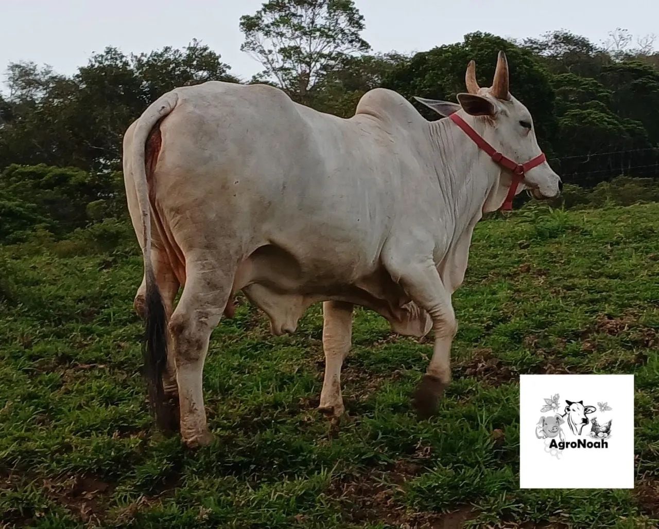 Vaca nelore 