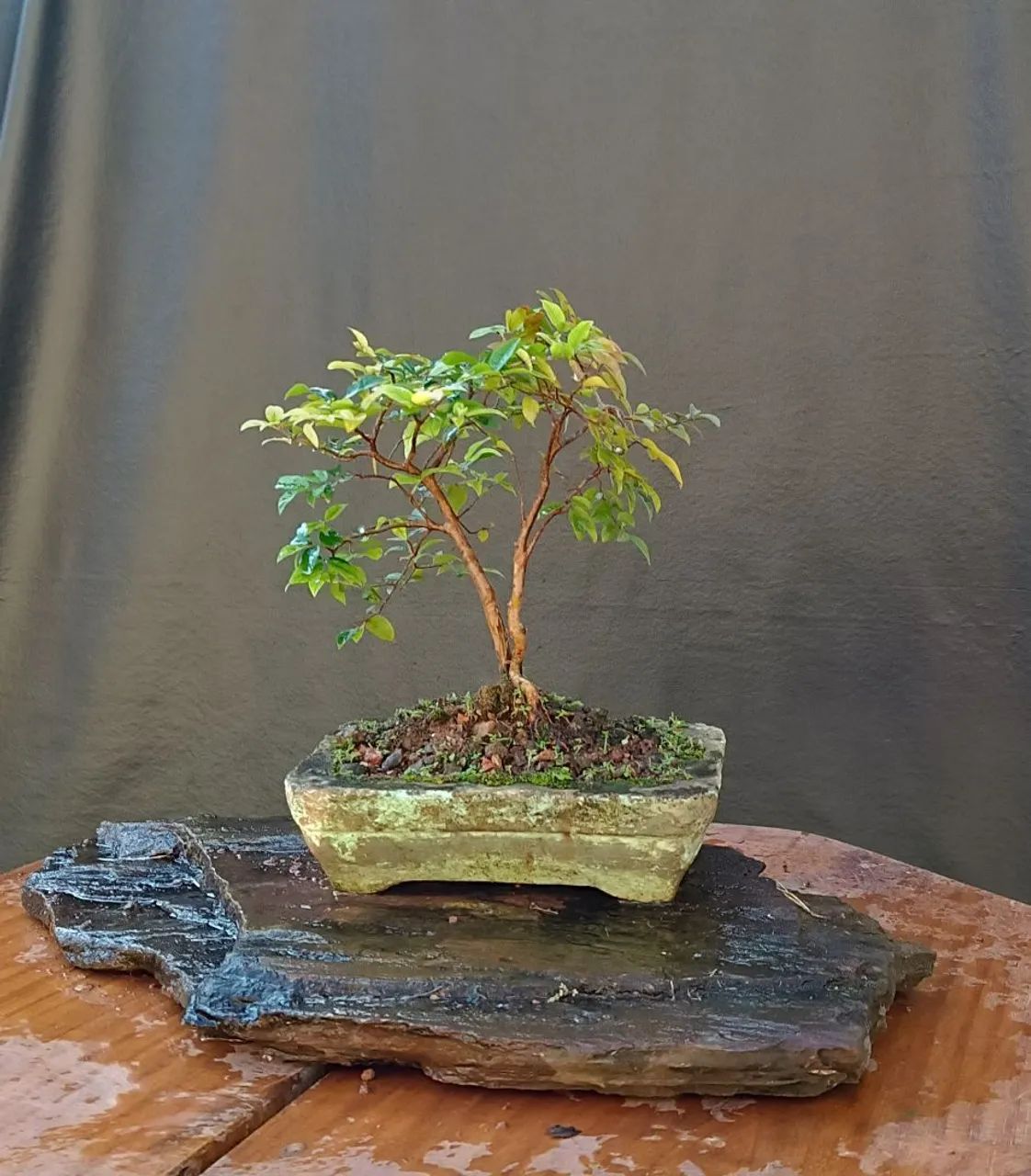 Bonsai de jabuticaba 