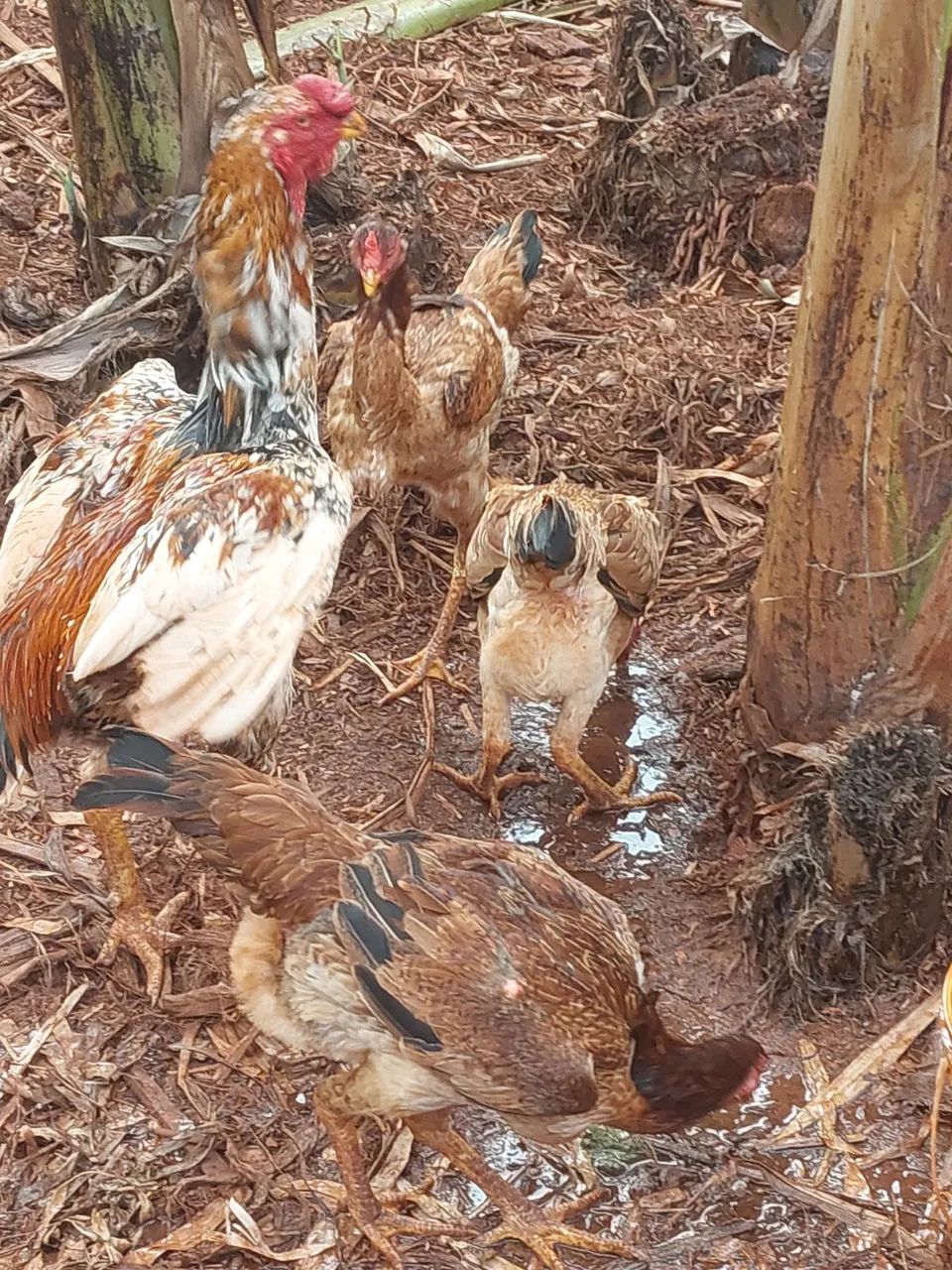Galo e galinhas  - Foto 5